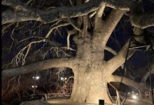 Inkaya Historische Platane - 600 Jahre alter Riesenbaum